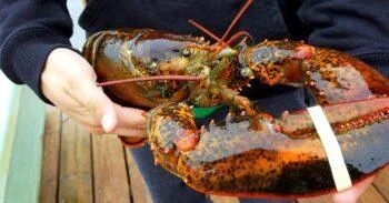 person holding a large live lobster with rubber-banded claws