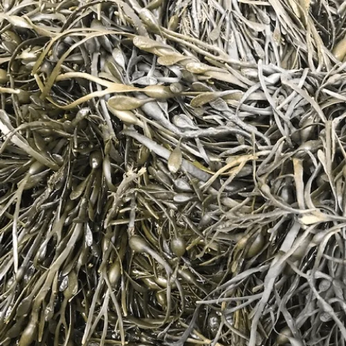 live seaweed